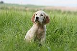SETTER ANGLAIS 233